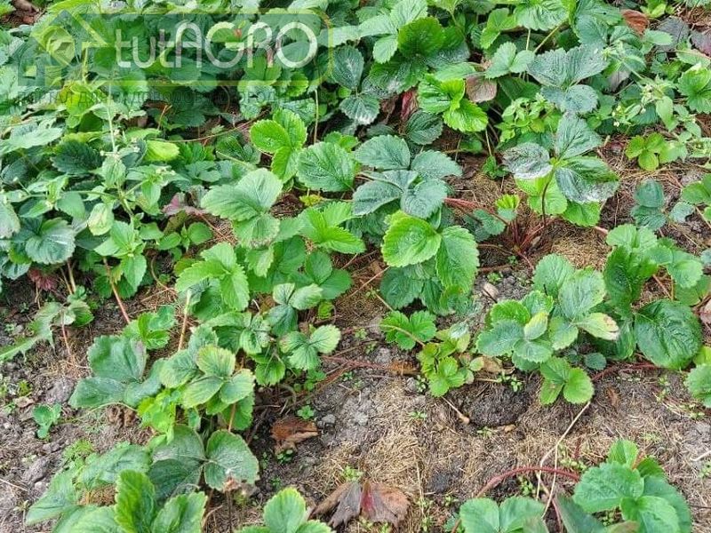 Старая листва, выполнив свою функцию, начинает отмирать - AGROzen