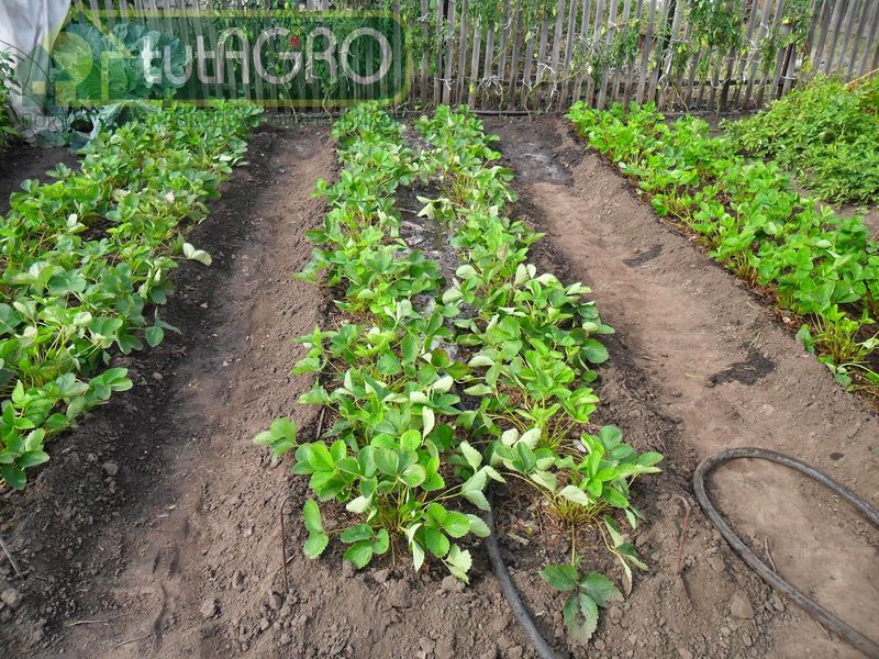 Клубника (земляника садовая) цветет и плодоносит одна из первых - AGROzen