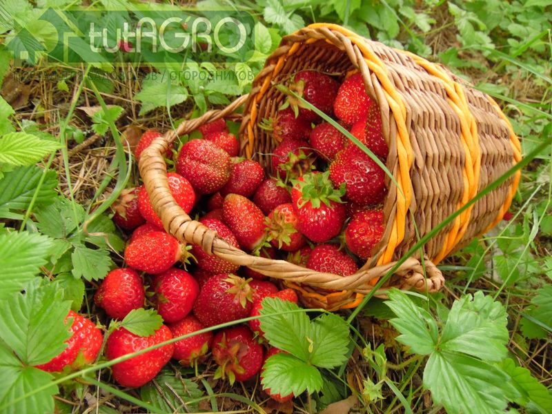 Усы, отрастающие в течение всего сезона, можно оставить для размножения сорта - AGROzen