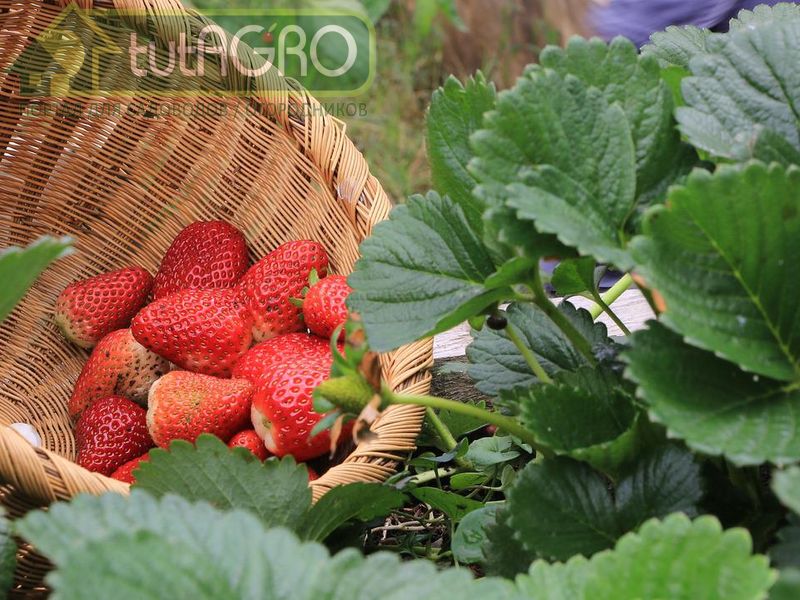 Сразу после сбора последних ягод подкормите клубнику микроэлементами по листьям - AGROzen