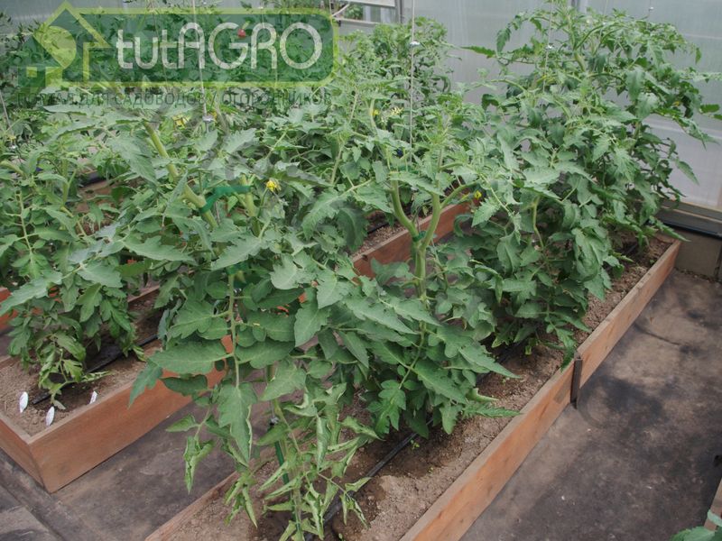 Правильное питание томатов - AGROzen