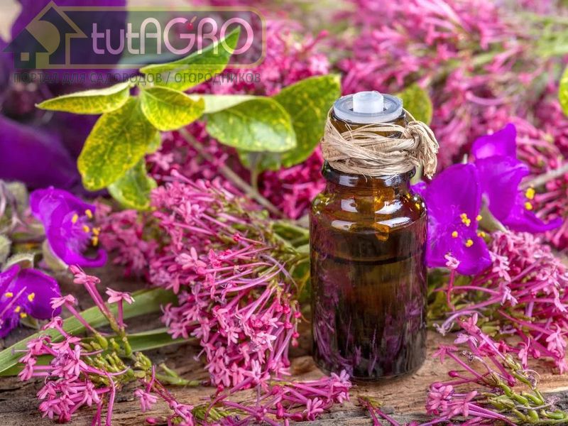 Ароматерапия для сада. Рецепты Ивана Русских - AGROzen