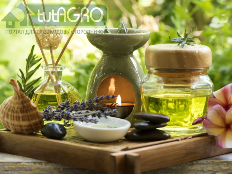 С помощью эфирных масел можно не только привлечь в сад полезных насекомых, но и отпугнуть насекомых-вредителей - AGROzen