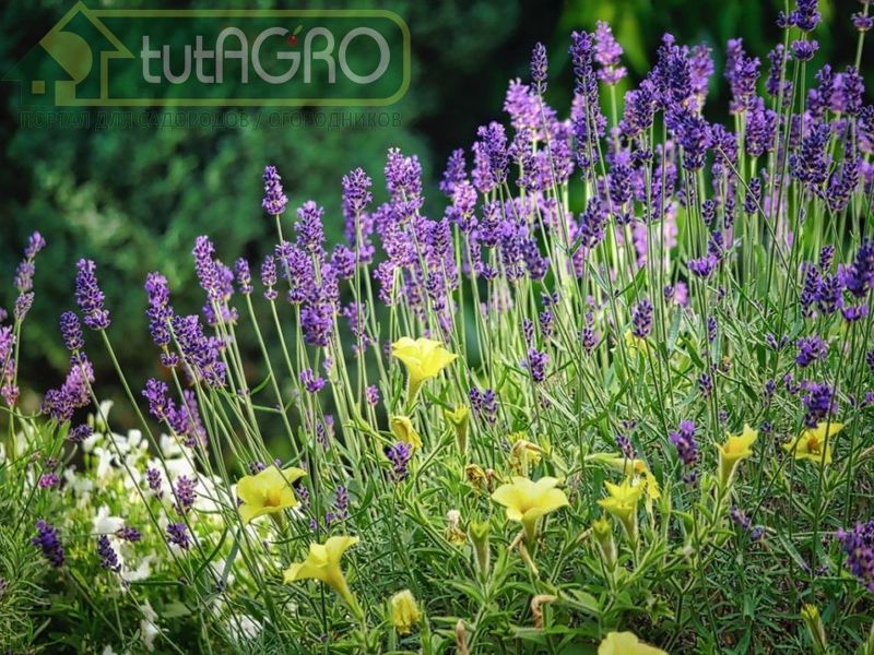 Хорошо всем известное профилактическое средство бальзам Золотая звезда - AGROzen