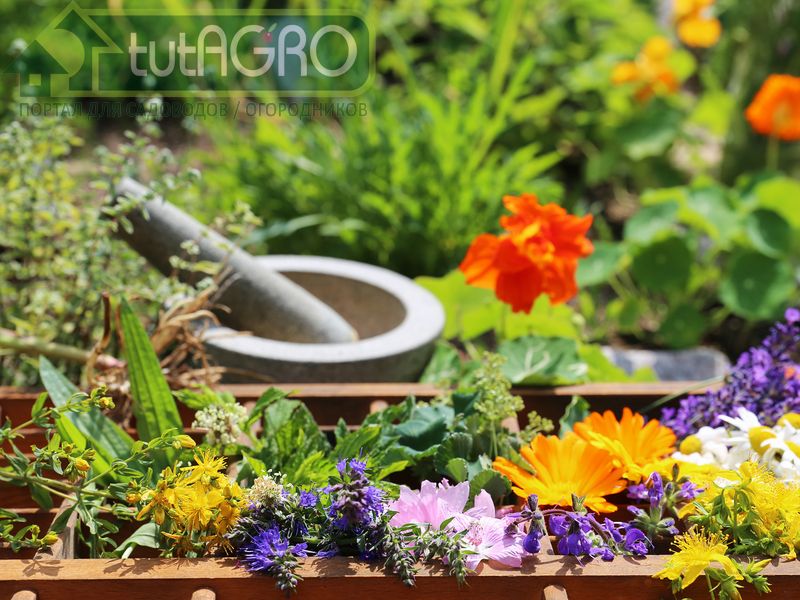 Можно приготовить спиртовой экстракт хвои с добавлением папоротника - AGROzen