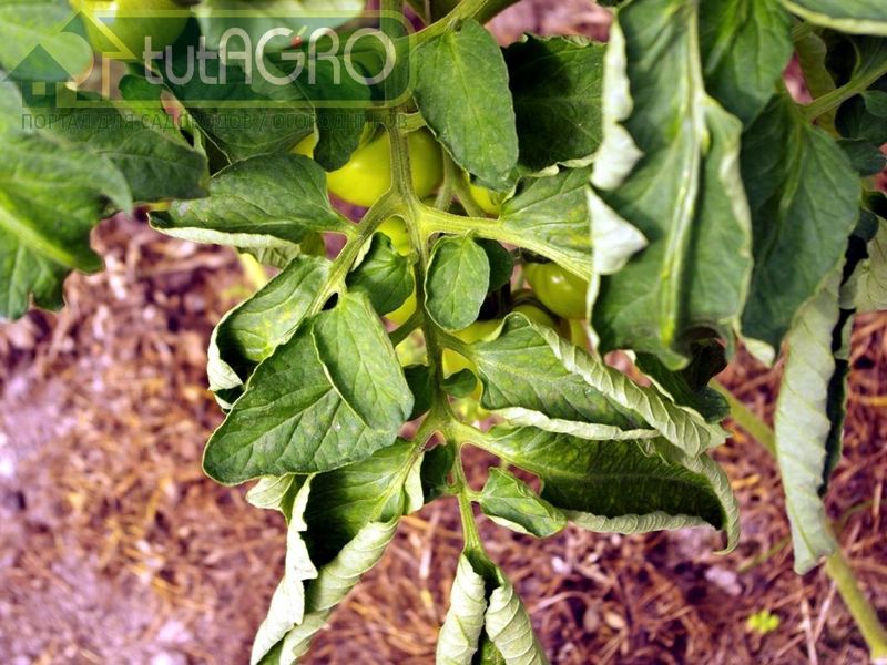 Не дайте им увянуть - AGROzen