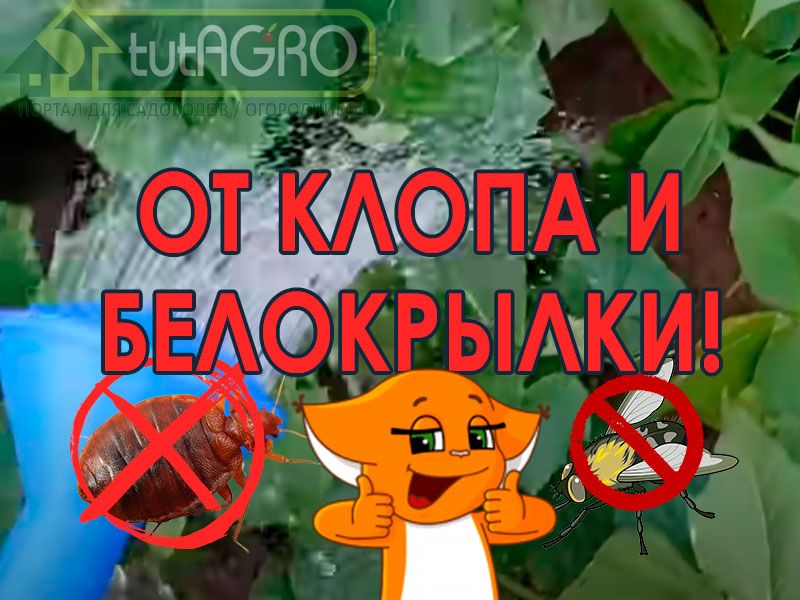 От клопа и белокрылки! В этом видео Иван Русских даст вам два рецепта раствора препарата Актара для обработки неплодоносящих и плодоносящих растений. Как правильно разводить Актару?