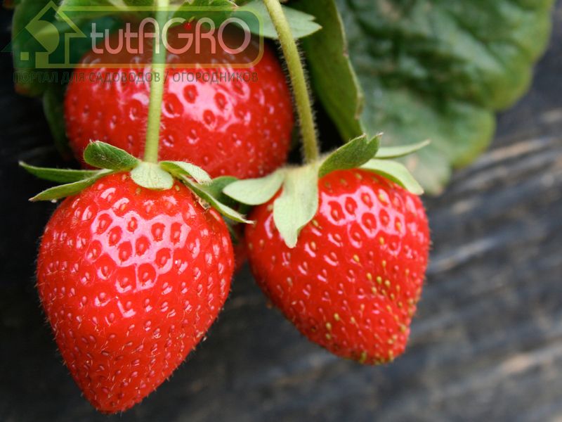 Вторая молодость клубники - AGROzen