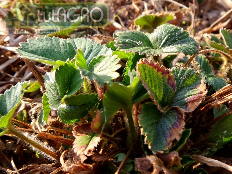 Надземную часть 4-летних растений после окончания плодоношения надо срезать довольно низко - AGROzen