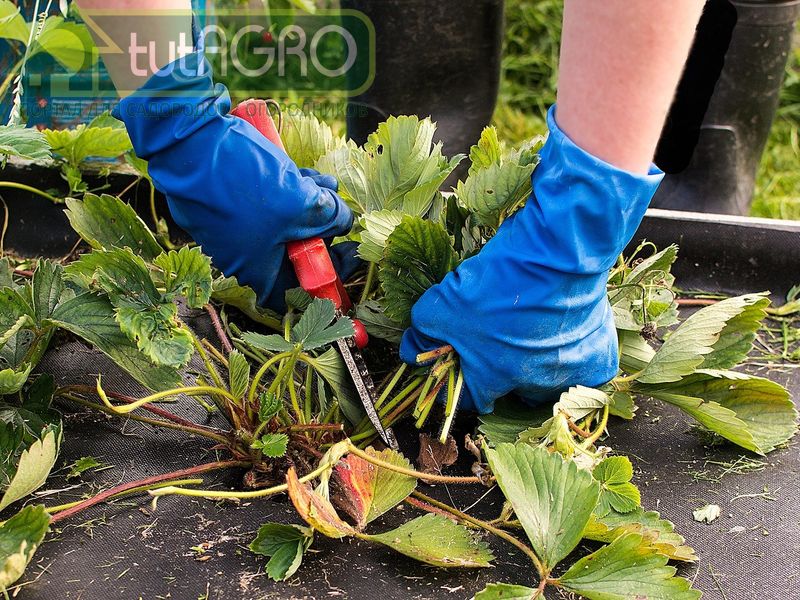 В августе часто на посадках клубники бушует бурая пятнистость - AGROzen