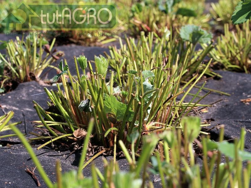 Мало кто из садоводов в августе и сентябре подсевает сидераты на посадках клубники - AGROzen