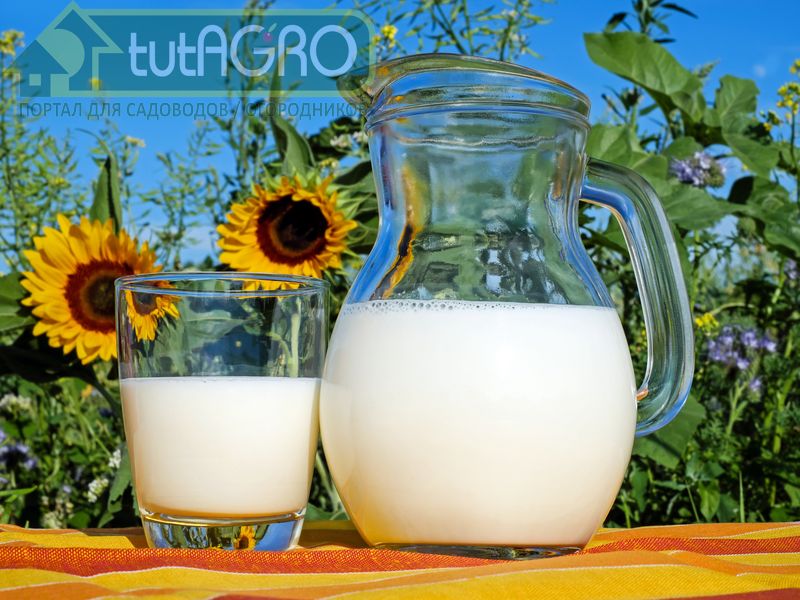 Молоко вместо фунгицидов - AGROzen