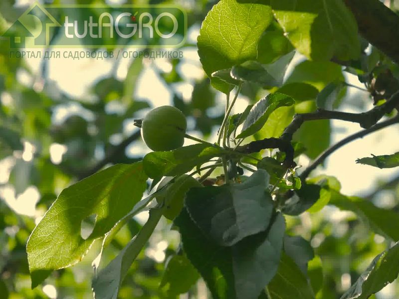 Когда прищипка желательна - AGROzen