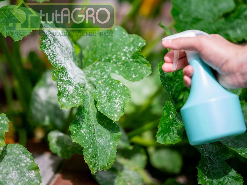 Малахитовый раствор - AGROzen