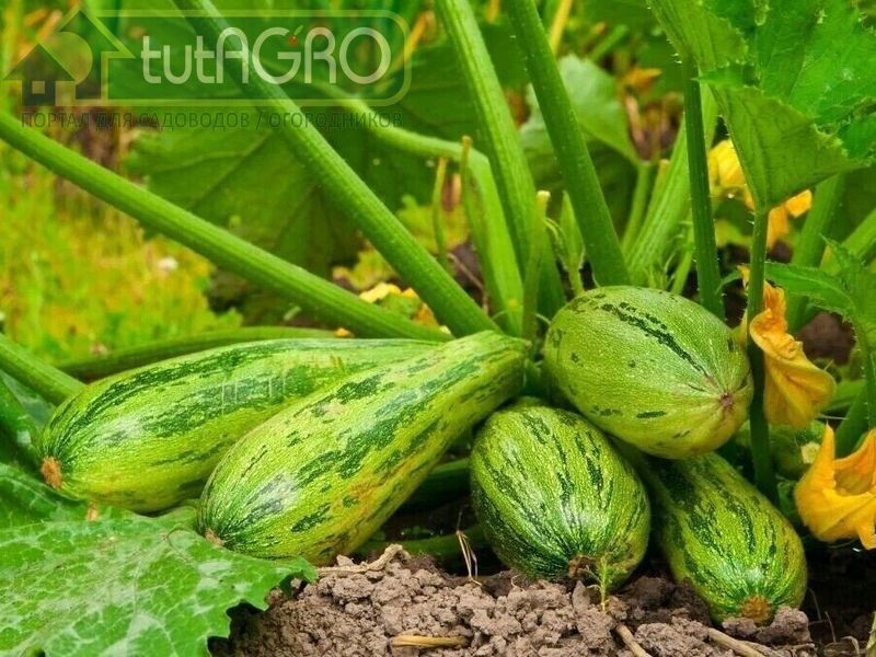 Листья - минус, цветки - плюс! - AGROzen