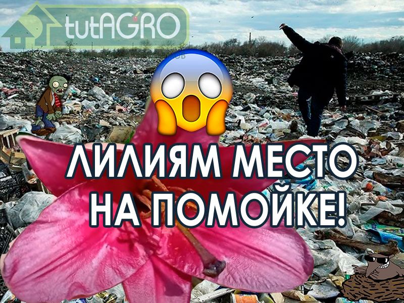 Лилии - прелестные жители наших цветников. Огромное разнообразие сортов и групп. Выращивать лилии не сложно, но есть очень коварные лилии, которым не место на нашем участке. Это лилии, заражённые вирусом. Симптомы заражения лилий вирусами похожи на симптомы у тюльпанов. Это пестролепестность, мельчание цветков, деформации бутонов и лепестков. От таких лилий надо избавиться! Но это ещё не всё. Как избавиться от вирусов? Смотрите в этом видео! Им не место на вашем участке!