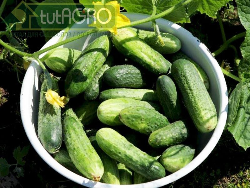 Накрывайте огуречник на ночь спанбондом - AGROzen