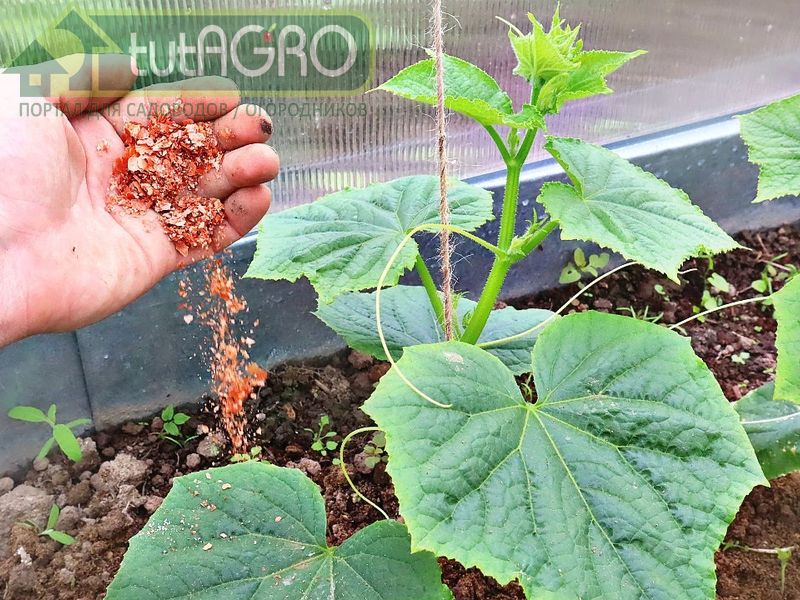 Калийная подкормка - AGROzen