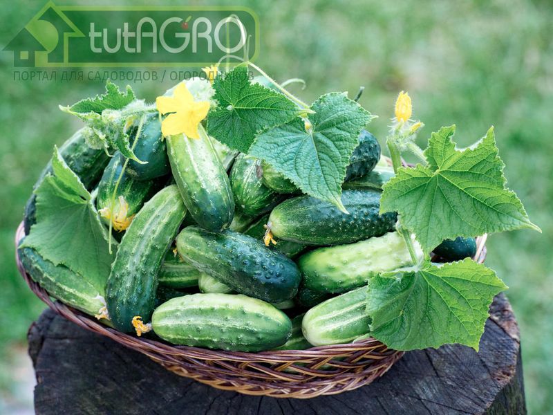 Огурцы нон-стоп - AGROzen