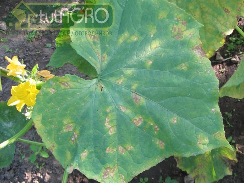 Пероноспороз огурца. Как избавиться навсегда? - AGROzen