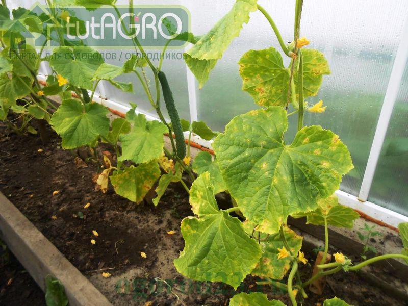 Переноспороз покинет ваши огуречные грядки навсегда Переноспороз покинет ваши огуречные грядки навсегда - AGROzen