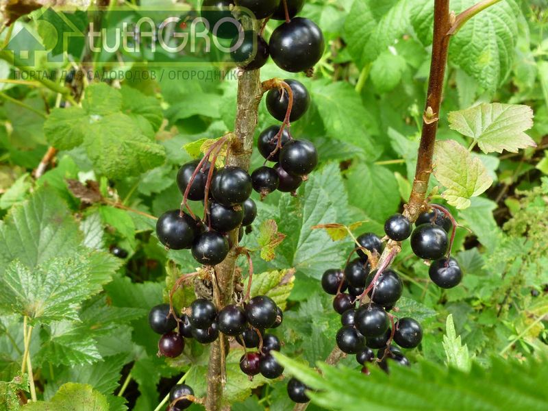Черная смородина: обрезаем, размножаем - AGROzen