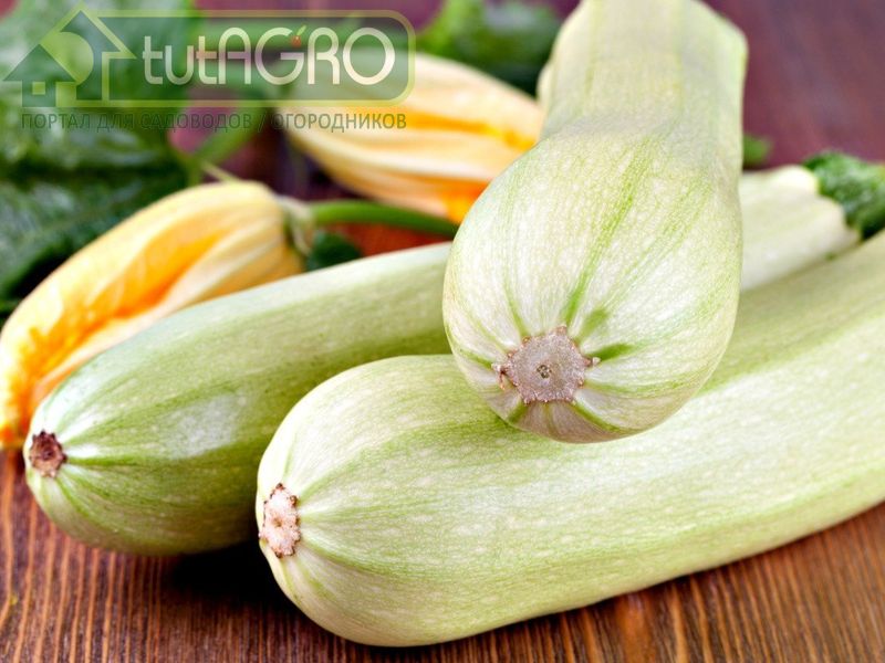 Кабачок без проблем - AGROzen