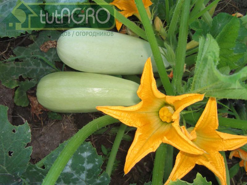 Кабачок без проблем. Собираем урожай кабачков! - AGROzen
