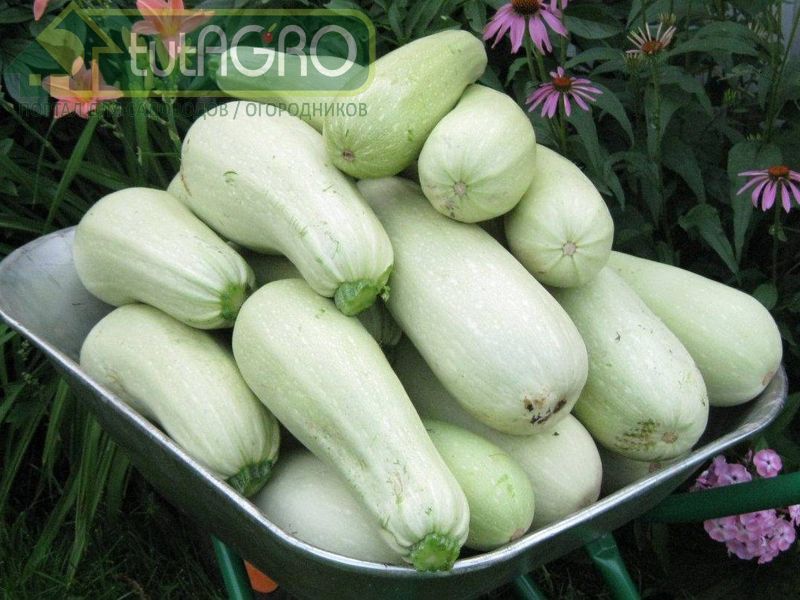 Кабачки, как и все тыквенные растения, чрезвычайно чувствительны к различным заболеваниям - AGROzen