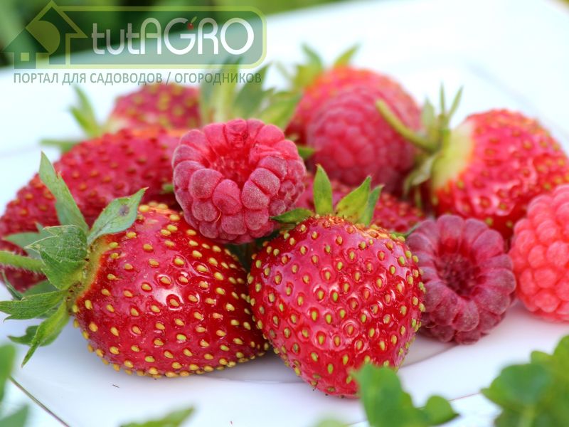 Оздоровление малины и земляники в три этапа от Ивана Русских - AGROzen