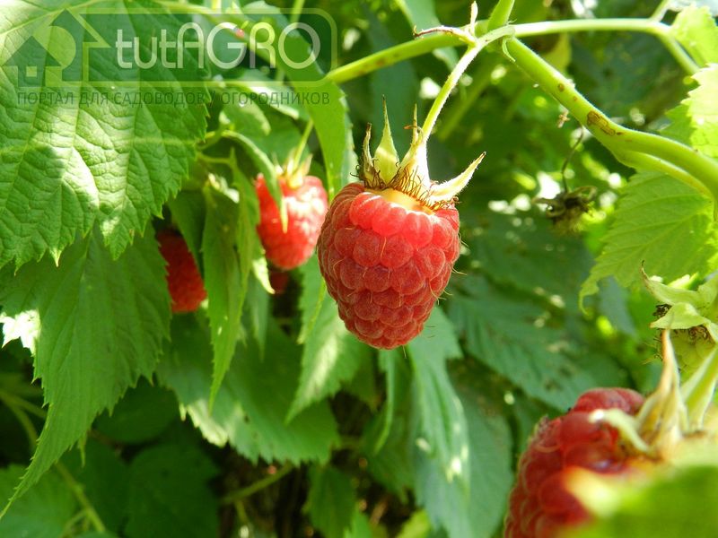 Малина бывает двух типов - AGROzen