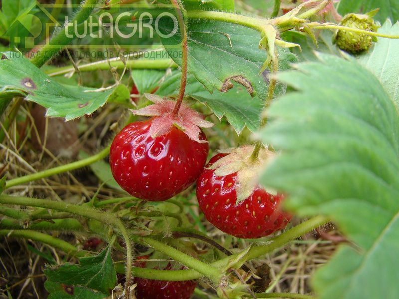 С каждым годом ремонтантная малина становится все популярнее - AGROzen
