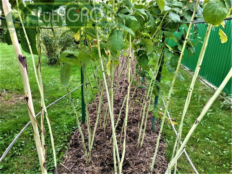 От все болезней применяйте трехэтапное оздоровление посадок - AGROzen