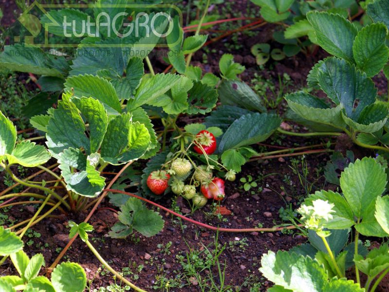 Иногда увядание происходит незаметно - AGROzen