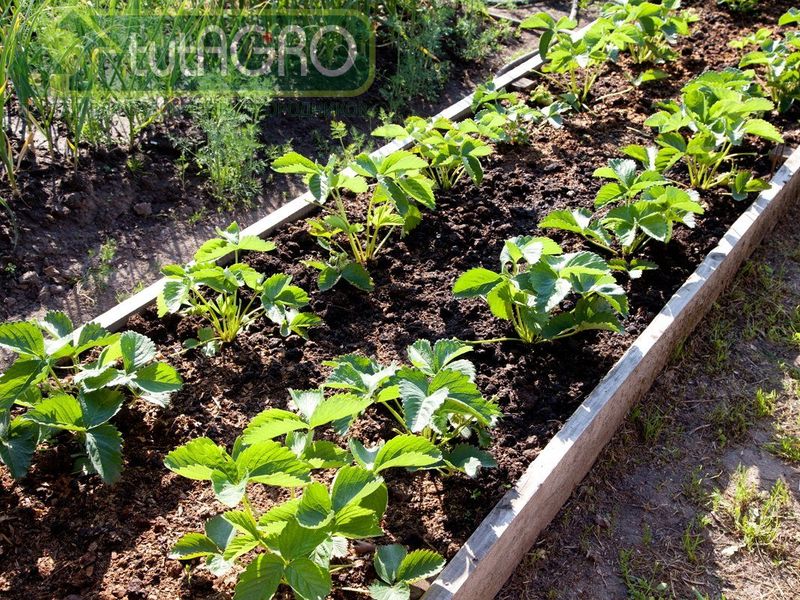 збавиться от вертициллеза сложно, но тоже можно - AGROzen