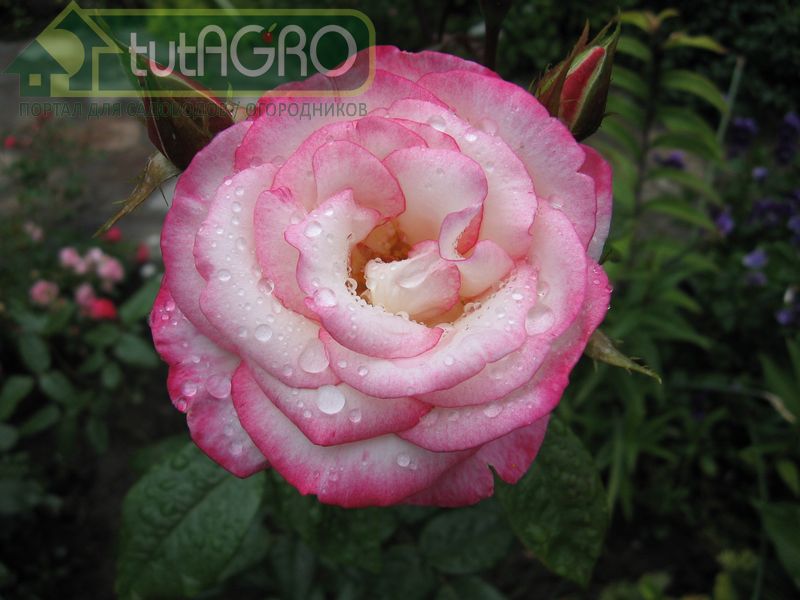 Советы здоровья для ваших роз - AGROzen