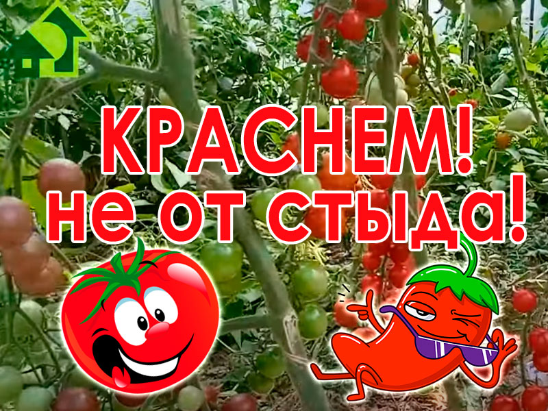 Каких только подкормок ни бывает! От этой домашней подкормки все прёт как на дрожжах.  От подкормки всё прёт как на дрожжах!