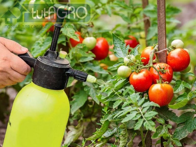 Универсальная схема обработок от всех болезней - AGROzen