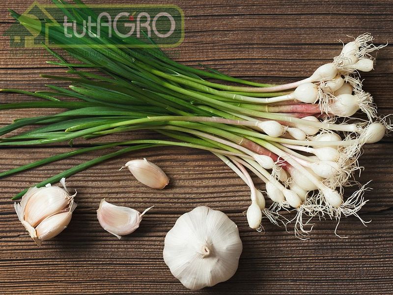 Молодой чеснок – это вкусно - AGROzen