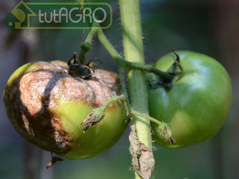 Неопытные огородники могут легко спутать фитофтороз и проявления различных бактериозов - AGROzen