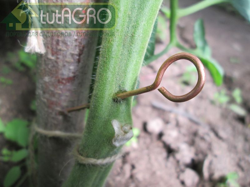 Прокалывание медной проволокой стебля томата - AGROzen