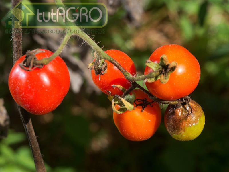 Обработки пищевой или кальцинированной содой - AGROzen