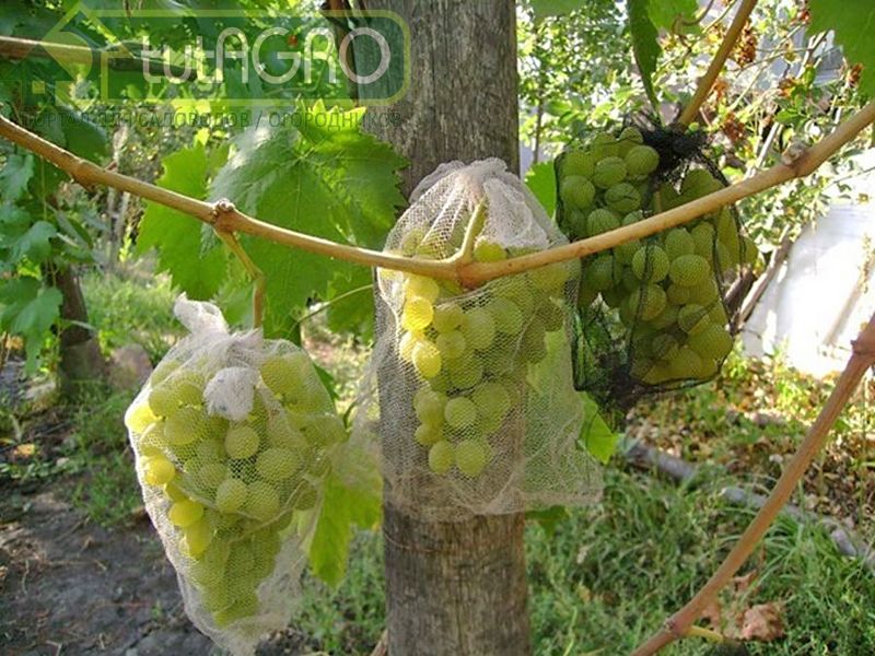 Народные средства отпугнут ос неприятными для них ароматами - AGROzen