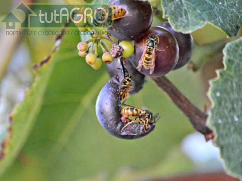 Осы любят виноград! Виноградарь совсем не рад... Как быть? - AGROzen