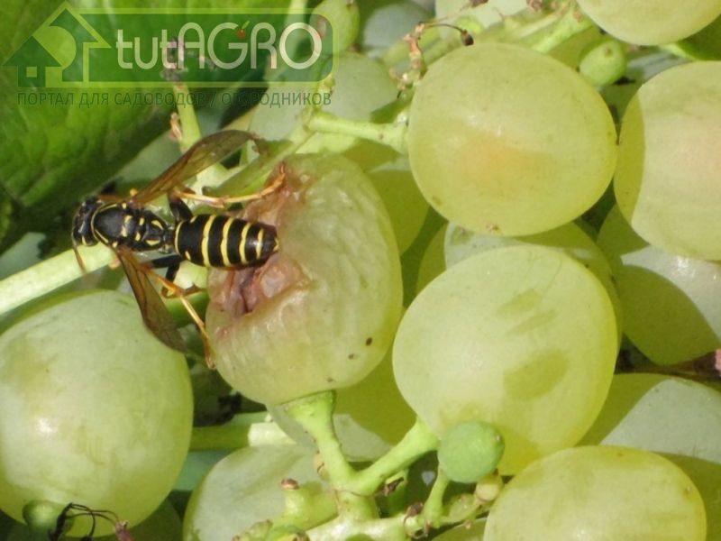 Во время созревания плодов на винограднике осы доставляют массу проблем - AGROzen