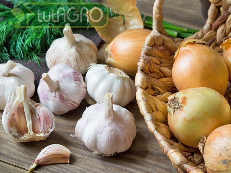 Кто вредит луку и чесноку? - AGROzen
