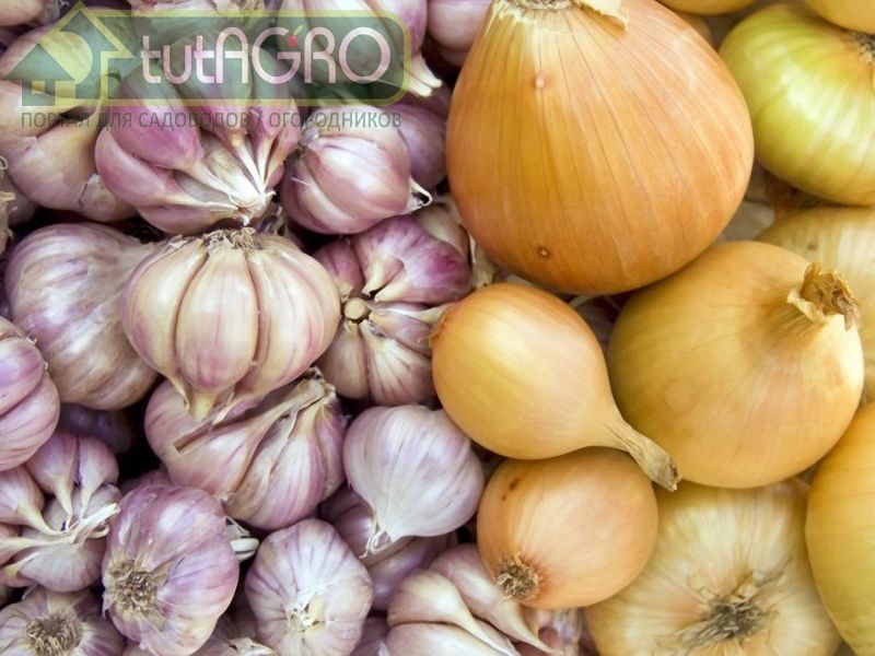 Все посадки, кроме лука на перо, опрыскивайте фунгицидами - AGROzen
