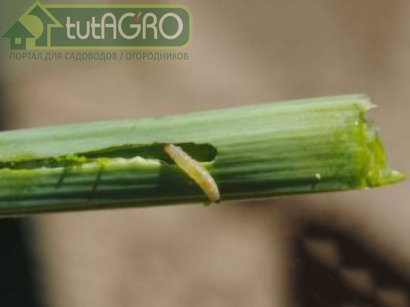 Ложная мучнистая роса - AGROzen