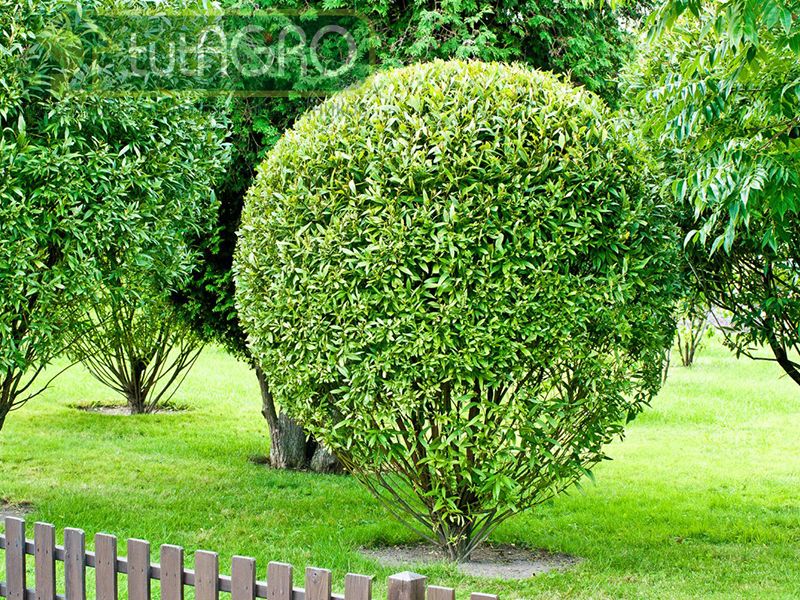 Садовому парикмахеру на заметку - AGROzen