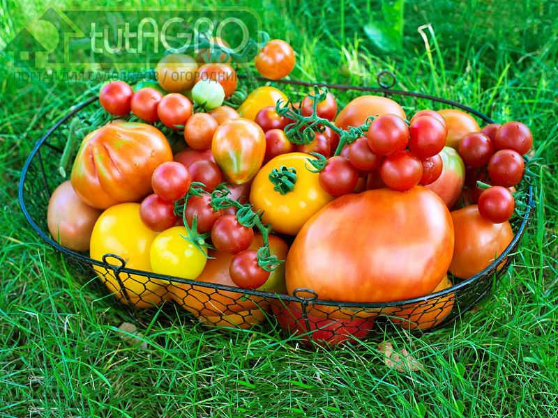 Окончание огородного сезона - AGROzen